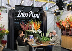 Zabo Plant