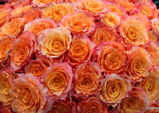 Free Spirit, Cananvalle