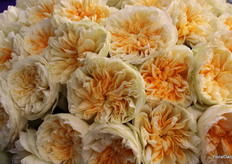 Antonia Gardens, Cananvalle