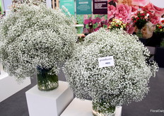 One of the standouts of Selecta Cut Flowers: the Grandtastic gypsophila