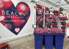 Mark Gross (left) and Kat Wolper (right) are smiling next to new Impatiens Beacon Pink – a disease-resistant option for the shade that stands up to Impatiens downy mildew. Guests to the trials are having fun taking photos next to this life-size six-pack. The new branded dark-blue color will be available for 2027.
