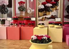Under a great Californian sunshine, Morel Flowers is exhibiting a complete selection of Cyclamens at Ball Horticultural Company, host of the Californian Spring Trials 2026. "With over 1000 visitors scheduled for the event, this yearly 'rendez-vous' allows to showcase novelties that have great potential in the North American market. Among the highlights in the Cyclamen persicum range, we note a strong interest on special varieties such as Clochette, featuring incredible long-lasting bell-shape flowers. Absolu de Morel, the 1st scented mini cyclamen, receives a lot of attention when accompanied by the newly introduced large flowers and fragrant Absolu Sublima. In addition to that, the Indiaka serie renowned for its excellent outdoor performances is a show-maker through his full declination of flower size: mini, midi and maxi."
