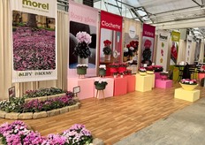 For the first time at CAST, the company is showcasing its range of Botanical cyclamens. "The Koumy (Coum) and Lify (Hederifolium) series are game changers for the landscaping segment, with the abundance of blooms they offer during fall and winter. The perennial growers looking for options can now have access to a diversity of products that allows them to play with a diversity of foliage. Planted under shade, as a perfect ground cover, Botanical cyclamens are earning their space in gardens and public spaces!"