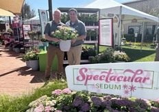 Global Product Manager for Perennials, Cor de Jong (left) and Global Director of Sales Sean Valk (right) are holding a seed alternative to vegetative S. spectabile. Sedum Spectacular offers good plug quality, seeding uniformity, and a strong structure to resist breakage during transport. It's already an award-winning variety.