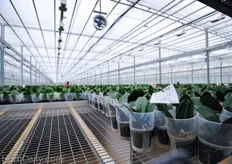 For the normal bedding plant production, Green Circle Growers do not use additional CO2 fertilization. For the orchid production they use pure CO2. They do not have a exhaust filter on the Biomass installation, because this is not an attractive investment.