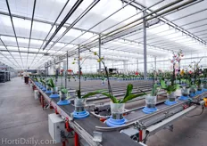When the plants are fully grown, the plants are entering a sorting facility. A smart camera system sorts them into 26 different grades and place them on a blue socket with an ID tag. Later they will get sorted into batches of 27 plants.