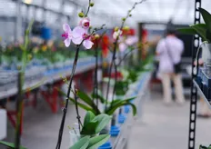 The smart sorting system puts the orchids in the right order on the right place. He collects batches of 27 plants, put these in 3 blue trays (1 tray =9 orchids). Later the trays go into a tray buffer. A full tray buffer is the same as a full table. Later they will be placed on a smaller table with 297 plants and transported to a blooming space for the next 3-4 weeks before they get packed and shipped.