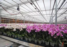 In 2006 GCG decided to start an orchid business as they saw it was a strong crop in Europe with good opportunities in the USA. After they developed a strong brand, they started with 6 acres of modern Venlo in 2006. Today they have 22 acres, of which the last stage three acres are under constructions right now. Each acre consists 250,000 orchids.