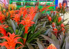 Bromelia's at the booth of EP Exotic Plant.