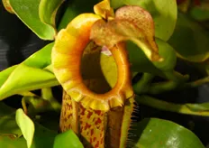A carnivorous plant from ExoFlora