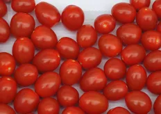 Apeticio; a flavour second to no one and resistance to powdery mildew. The egg shaped cherry tomato is very tasteful. Average fruit weight is 9 to 12 grams.