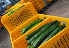 Cucumbers for the regional market