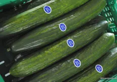 "The sticker with "Unsere Norden" is hand-glued onto the cucumbers: they are too small for the machine to handle"