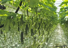 The snack cucumber Mewa is grown on the recently expanded 8-ha acreage.