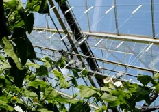 The greenhouse is equipped with a dual-screen installation by Leen Huisman. The second screen is required for the production of bedding plants. In summer, only one screen is used. At the top of the greenhouse is the transport system for the production of bedding plants.