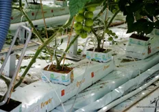 The tomatoes are on grow bags of Kleeschulte and Dutch Plantin, but other substrates are being tested.