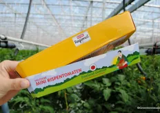 Both the packaging of retailer Rewe and the Emsland Gemuse packaging, provides information on the origin of the tomatoes. Important in the cultivation for regional markets that harvesting is done when fruits are fully ripe.