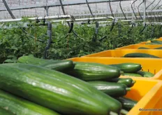 Cucumber production between the tomato plants
