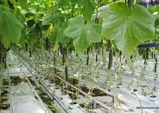 In cucumber cultivation, clipping is preferred to keep the job simple