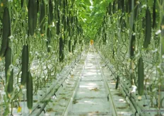 The path length in the vegetable cultivation is 110 meters.