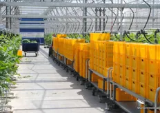 With the transport system, cucumbers automatically move to the packaging area without disturbing the tomatoes.