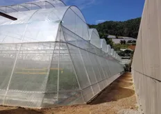 Alma greenhouse doing the job perfectly.