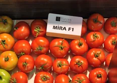 Unform loose tomato ; Mira F1 from Bircan seeds.