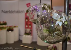 Mini Orchids in a Glass Ball from Naeldebakken.
