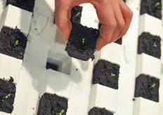 Dry Hydroponics have updated their system with a propagation system.