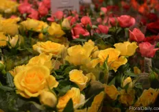 The roses of Rosa Danica.