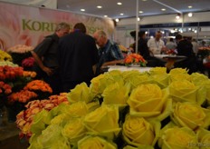 The roses of Kordes Roses.