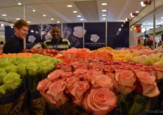 The roses of Alina Gardens.