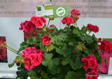 Caliope Red Splash of FloriPro Services Syngenta. De Calliope Red Splash has flowers during the whole summer.
