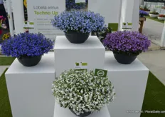 Techno Up is the upgoing Lobelia of Syngenta. It was already available as a hanging plant; Techno Heat.