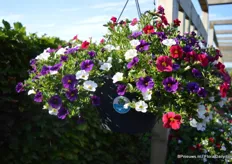 The Calibrachoa Caberet Mix Masters Revue of Florensis in the Grow and Go hanging basket of Desch Plantpak.