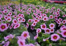 The Conga: Pink Kiss (Calibrachoa x hybrid) is compact and very suitable for garden tables. It will be on the market in spring 2016. De Conga series consists of 4 colors.