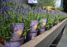 The Lavender with a new concept; Essence. With this concept, Florensis is trying to increase the popularity of the lavender in the market. Essence is winter hardy and flowers 10 days earlier than the well-known Hidcote.
