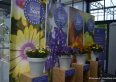 The Blue Eyed Beauty (on the left) is part of the Serenity series (Osteospermum ecklonis) of Florensis. This plant was nominated for the Fleurostar award because of the yellow colored flowers with the bright eye.