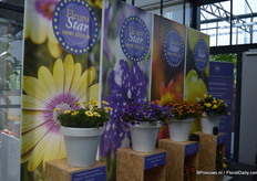 The Blue Eyed Beauty (on the left) is part of the Serenity series (Osteospermum ecklonis) of Florensis. This plant was nominated for the Fleurostar award because of the yellow colored flowers with the bright eye.
