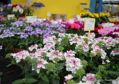 Two-colored Verbena of Schneider.