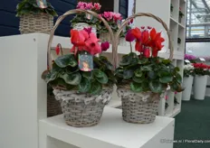 The Pythagoras is characterized by the use of 3 colors Cyclamen in one pot. The concept has been introduced a couple of years ago and is now cultivated by Eflorie, a Dutch grower.