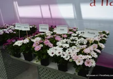 The Rosita is added to the Dalina Osteospermum series. It has more color than the Rozia.