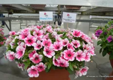 Petunia Happy Classic Pink Picotee of Cohen. This Petunia attracted a lot of attention at the FlowerTrials. The plant has pink flowers with a large white edge.