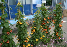 Thunbergia Alata Arizona Terracotta is a new colour addition; terracotta flowers and a dark centre. The large amount of terracotta flowers will last from spring to autumn. They are suited for mixed hanging baskets and pyramids for patio and decks, a showy cover for arches and pergolas.