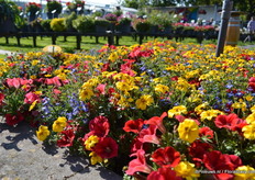 De Dream of Spring mix of GGG Grünewald.