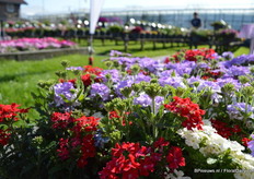The Lovely Dream Verbena Mix. The white verbenas in the mix have a flavor of Vanilla. The verbenas are compact and stand up straight. They all bloom at the same time.