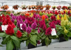 Cewlosia Fire Purple Violet. This is a new color addition to the Celosia Fire series. The series consists of 6 colours at the moment.
