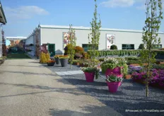 At Moerheim New Plants, one of the 'founding' companies of the FlowerTrials. Among others, they hosted Hassinger Orchids