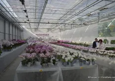 The shining presentation of Hassinger Orchids