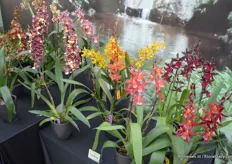 Hassinger Orchids presented a few exclusive orchid varieties..